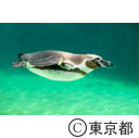 葛西臨海水族園「ペンギンの飼育員」