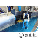 葛西臨海水族園「三崎港からマグロを搬送」