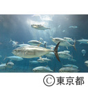 葛西臨海水族園「三崎港からマグロを搬送」