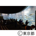 葛西臨海水族園「三崎港からマグロを搬送」