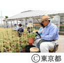 都市農業「朝顔農家」