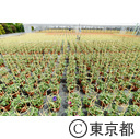 都市農業「朝顔農家」