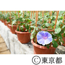 都市農業「朝顔農家」