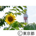 東京タワー周辺