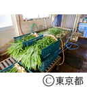 伝統野菜「八王子生姜」