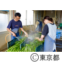 伝統野菜「八王子生姜」