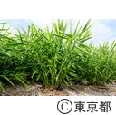 伝統野菜「八王子生姜」
