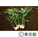 伝統野菜「八王子生姜」