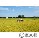 都市農業「高月町の稲」