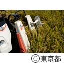都市農業「高月町の稲」