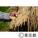 都市農業「高月町の稲」
