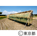 都市農業「高月町の稲」