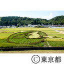 都市農業「高月町の稲」