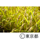 都市農業「高月町の稲」