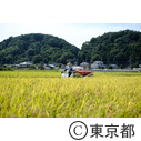 都市農業「高月町の稲」