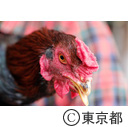 都市農業「軍鶏」