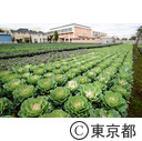 都市農業「葉牡丹」