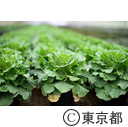 都市農業「葉牡丹」