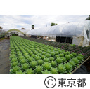 都市農業「葉牡丹」