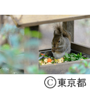井の頭自然文化園施設係