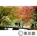 紅葉の六義園