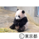 恩賜上野動物園パンダのシャンシャン初公開
