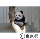 恩賜上野動物園パンダのシャンシャン初公開