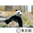恩賜上野動物園パンダのシャンシャン初公開