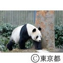 恩賜上野動物園パンダのシャンシャン初公開