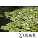 石神井公園 三宝寺池の睡蓮ほか