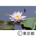石神井公園 三宝寺池の睡蓮ほか