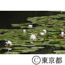 石神井公園 三宝寺池の睡蓮ほか