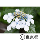 石神井公園 三宝寺池の睡蓮ほか