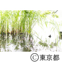 石神井公園 三宝寺池の睡蓮ほか