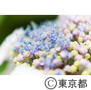 石神井公園 三宝寺池の睡蓮ほか