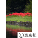 小石川後楽園 彼岸花