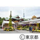 亀戸天神社 菊まつり