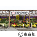 亀戸天神社 菊まつり