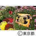 亀戸天神社 菊まつり