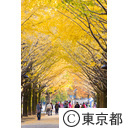紅葉 光が丘公園