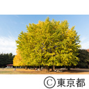 紅葉 光が丘公園