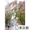 11月の雪 井の頭恩賜公園