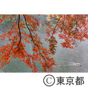 11月の雪 井の頭恩賜公園