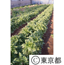 練馬大根