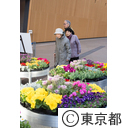 都内産花苗展