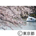 井の頭恩賜公園の桜