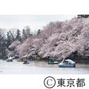 井の頭恩賜公園の桜