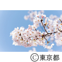 井の頭恩賜公園の桜