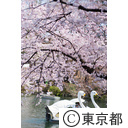 井の頭恩賜公園の桜