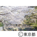 善福寺川緑地の桜